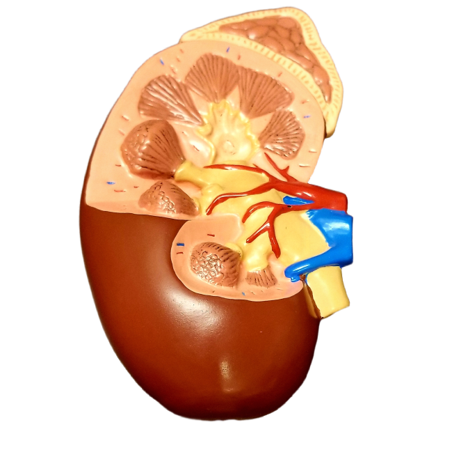 kidney